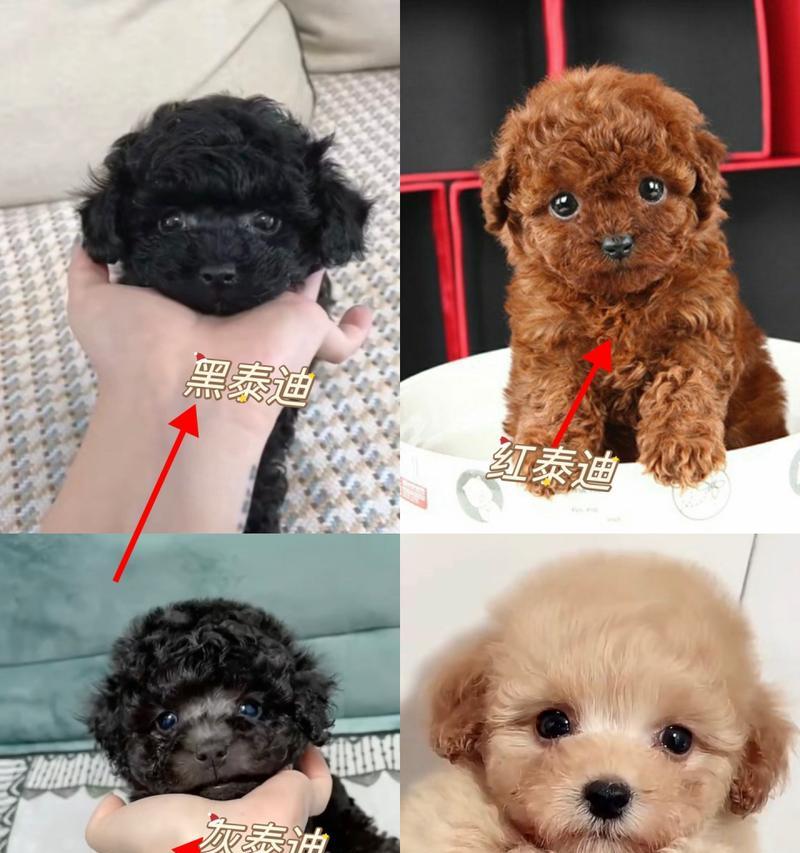 泰迪幼犬冬天喝多少水最好？冬季饮水量的调整方法。