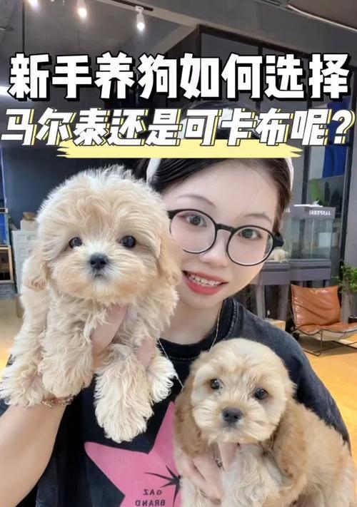 马尔泰与灰泰迪配种需要多少钱？配种前需注意什么？