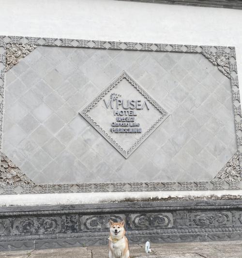 带黑柴犬旅游的注意事项及费用？