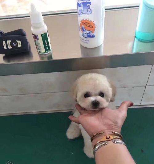 沈阳白泰迪个人出售的价格是多少？购买流程是怎样的？