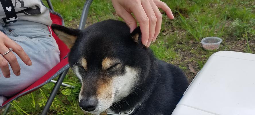 训练柴犬三万多公里需要多少费用？