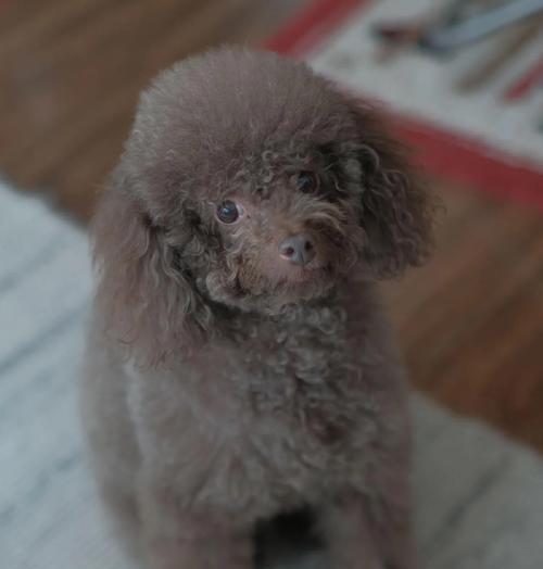 10岁的泰迪犬相当于人类多少岁？如何照顾老年泰迪？