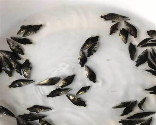翘嘴鱼苗的主要食物是什么？