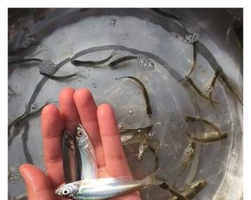翘嘴鱼苗的主要食物是什么？