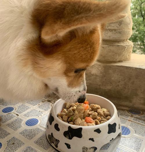 狗狗无法过渡粮怎么办？如何帮助狗狗顺利过渡新粮？