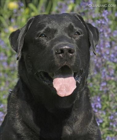 哪些大型犬品种是不掉毛的？如何选择适合家庭的不掉毛大型犬？