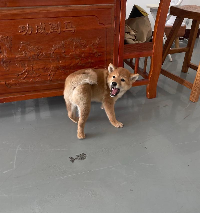 柴犬吃多少食物算饱？如何判断柴犬是否饿了？