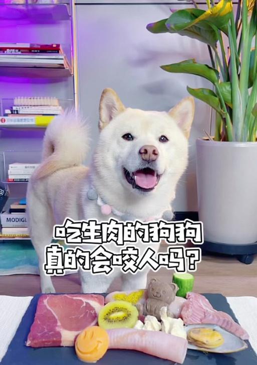 狗生肉粮怎样搭配才美味？有哪些健康拌法推荐？
