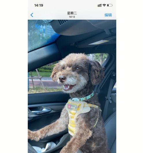 上海有偿领养泰迪狗狗需要多少钱？领养流程是怎样的？