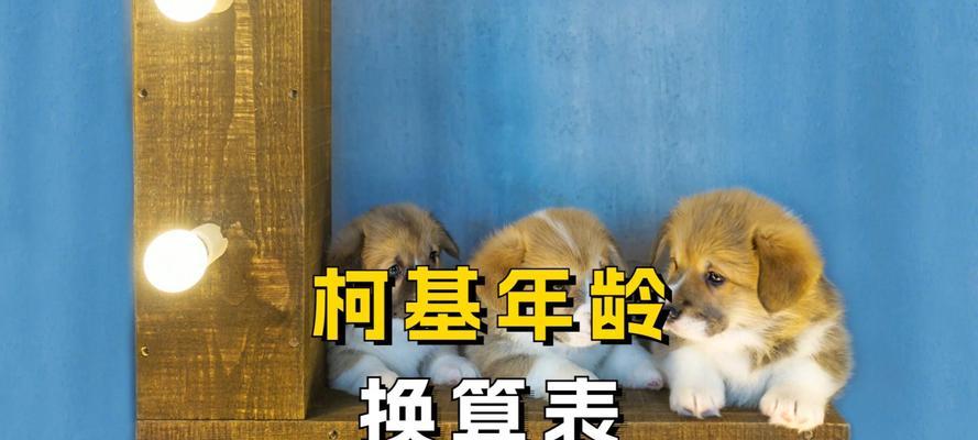 泰迪狗17岁相当于人多少岁？宠物年龄换算方法是什么？