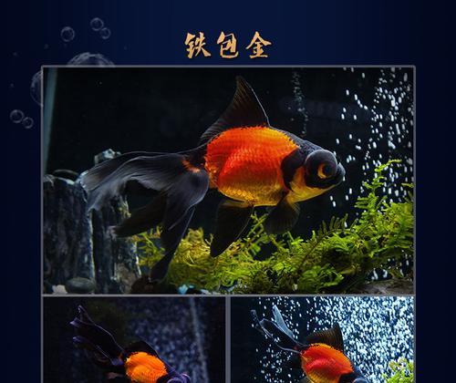 鱼缸的雨生鱼苗会死吗为什么？如何提高存活率？