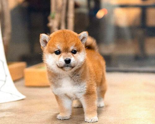 柴犬赤色的价格是多少？购买时的注意事项？