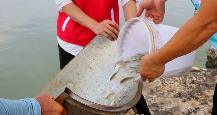 放鱼苗时剪尾的必要性是什么？