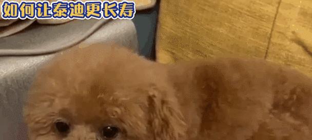 六岁泰迪饭量多少合适正常？如何为老年泰迪制定合适的饮食计划？