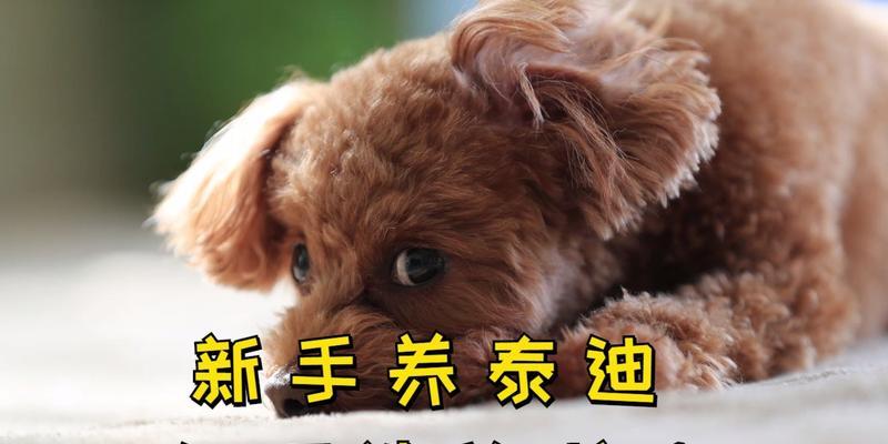 六岁泰迪饭量多少合适正常？如何为老年泰迪制定合适的饮食计划？