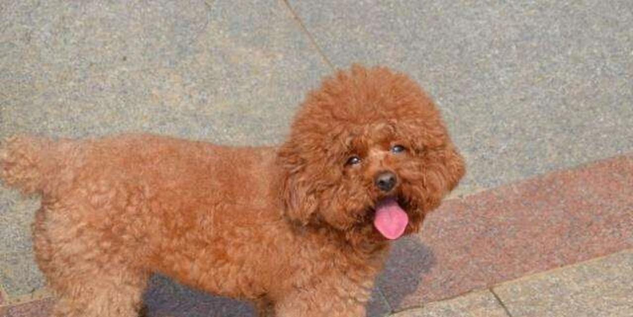 泰迪犬能承受的最低温度是多少？泰迪的耐寒能力如何？