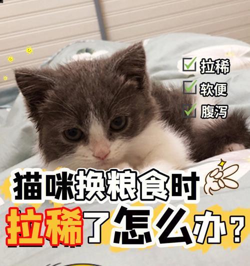为什么猫狗要吃干粮还是稀粮？哪种更适合宠物？