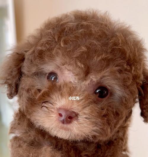 咖啡色泰迪犬的售价大概是多少？