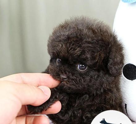 咖啡色泰迪犬的售价大概是多少？