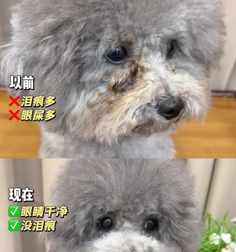 狗狗换粮后眼屎增多是什么原因？应该怎么办？