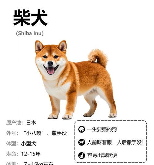恩施柴犬丢了能报警吗多少钱？柴犬丢失后如何找回？