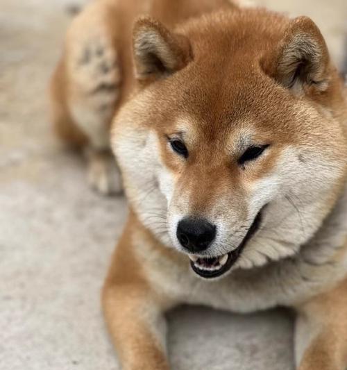 恩施柴犬丢了能报警吗多少钱？柴犬丢失后如何找回？