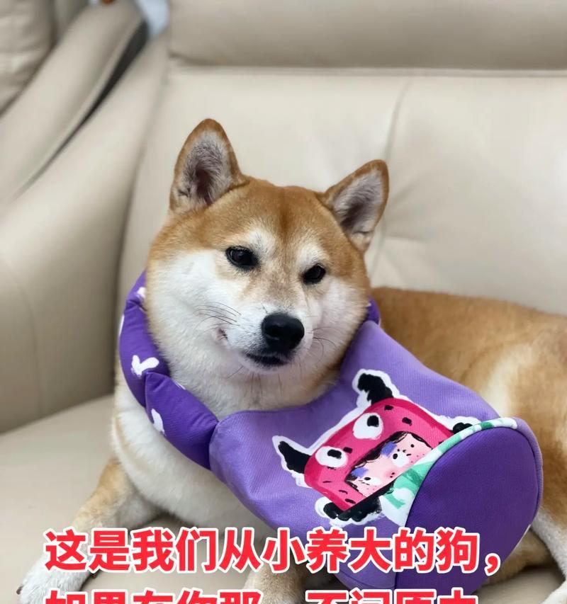 恩施柴犬丢了能报警吗多少钱？柴犬丢失后如何找回？