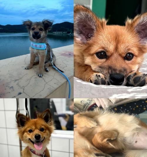 狗狗吃猫粮导致嘴臭正常吗？原因是什么？