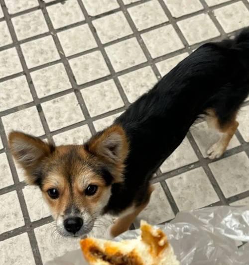 狗狗吃猫粮导致嘴臭正常吗？原因是什么？