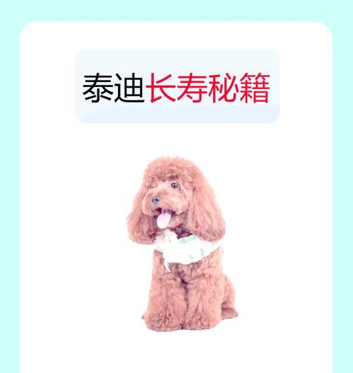 泰迪犬的年龄如何计算？不同年龄阶段的特征是什么？