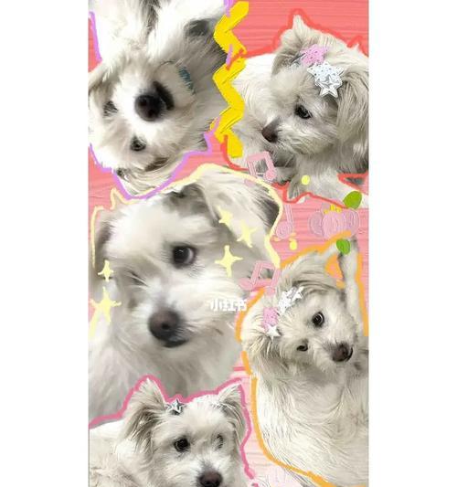 南京有哪些小型犬推荐品种？