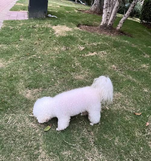 南京有哪些小型犬推荐品种？