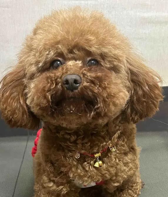 小型犬中有哪些品种？泰兴宠物店卖灰泰迪多少钱一只？