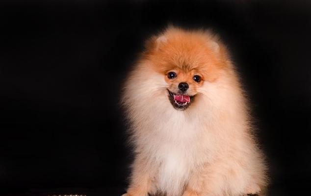 中国有哪些小型犬品种？小型犬品种的特点是什么？