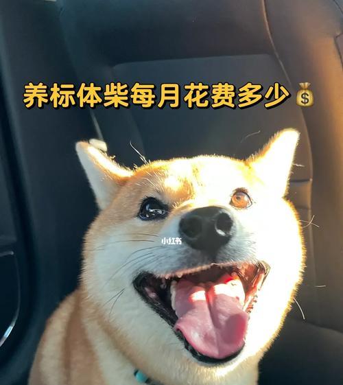 柴犬成年后体长和体重应该是多少？如何判断是否健康？
