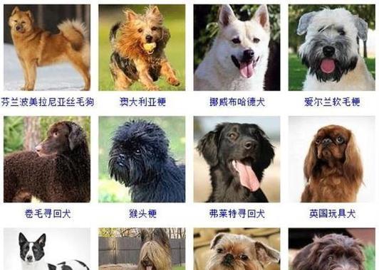 有哪些品种是属于小型犬？