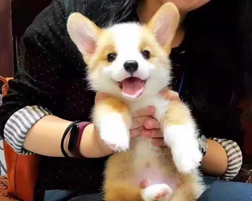 有哪些品种是属于小型犬？