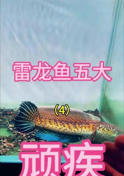 雷龙鱼苗价格有多高？最昂贵的品种是什么？