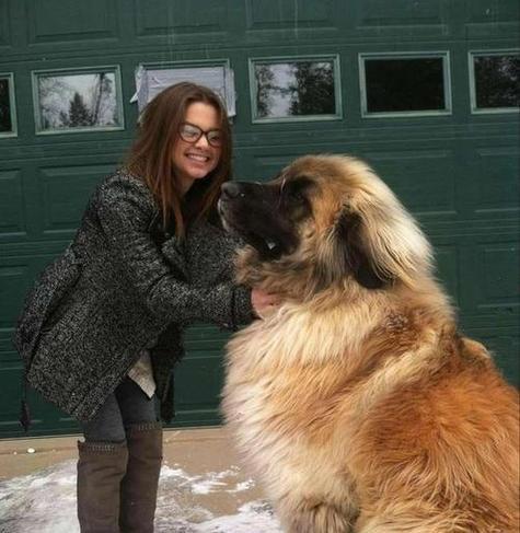 哪些大型犬既霸气又威猛？养这些犬种有何特别要求？