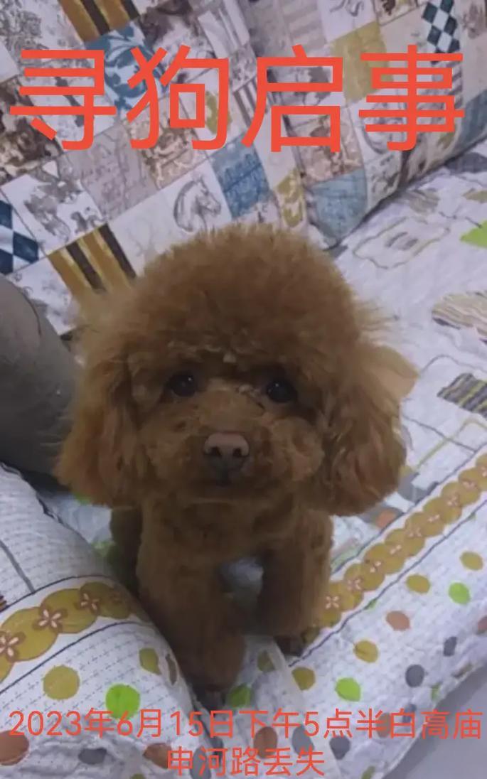 三斤重的泰迪犬相当于多少人类体重？
