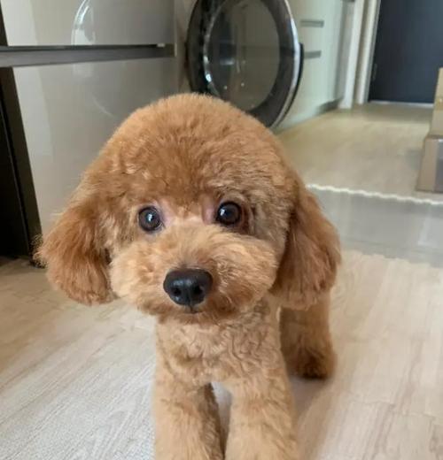 三斤重的泰迪犬相当于多少人类体重？