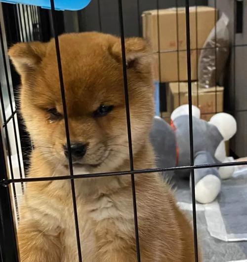 武汉无偿领养柴犬需要多少钱？