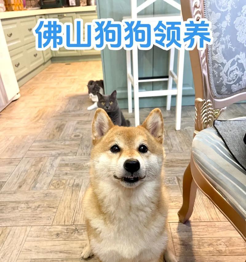 武汉无偿领养柴犬需要多少钱？