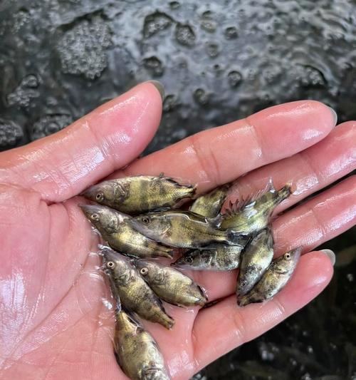 鳜鱼苗放春苗的最佳时间是什么时候？