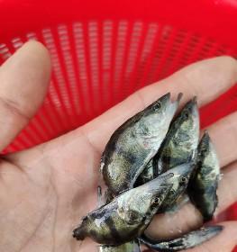 鳜鱼苗放春苗的最佳时间是什么时候？