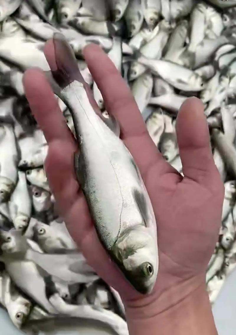 现在适合放什么鱼苗？如何选择适合季节的鱼苗？