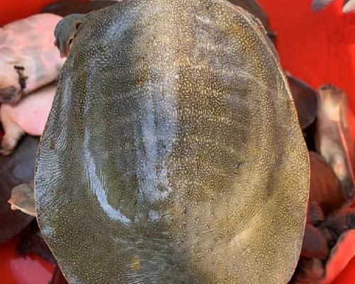 甲鱼苗底板黄色带斑点代表什么品种？