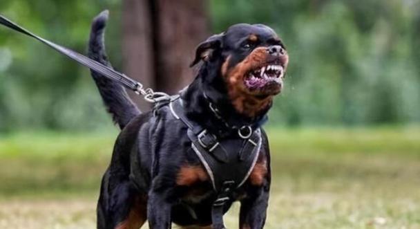 城市中可以饲养哪些中大型犬？