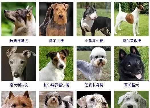 长得胖的小型犬有哪些？它们的体重范围是多少？