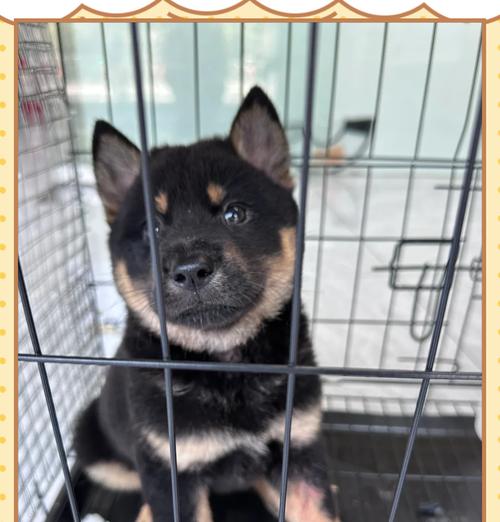 长得胖的小型犬有哪些？它们的体重范围是多少？